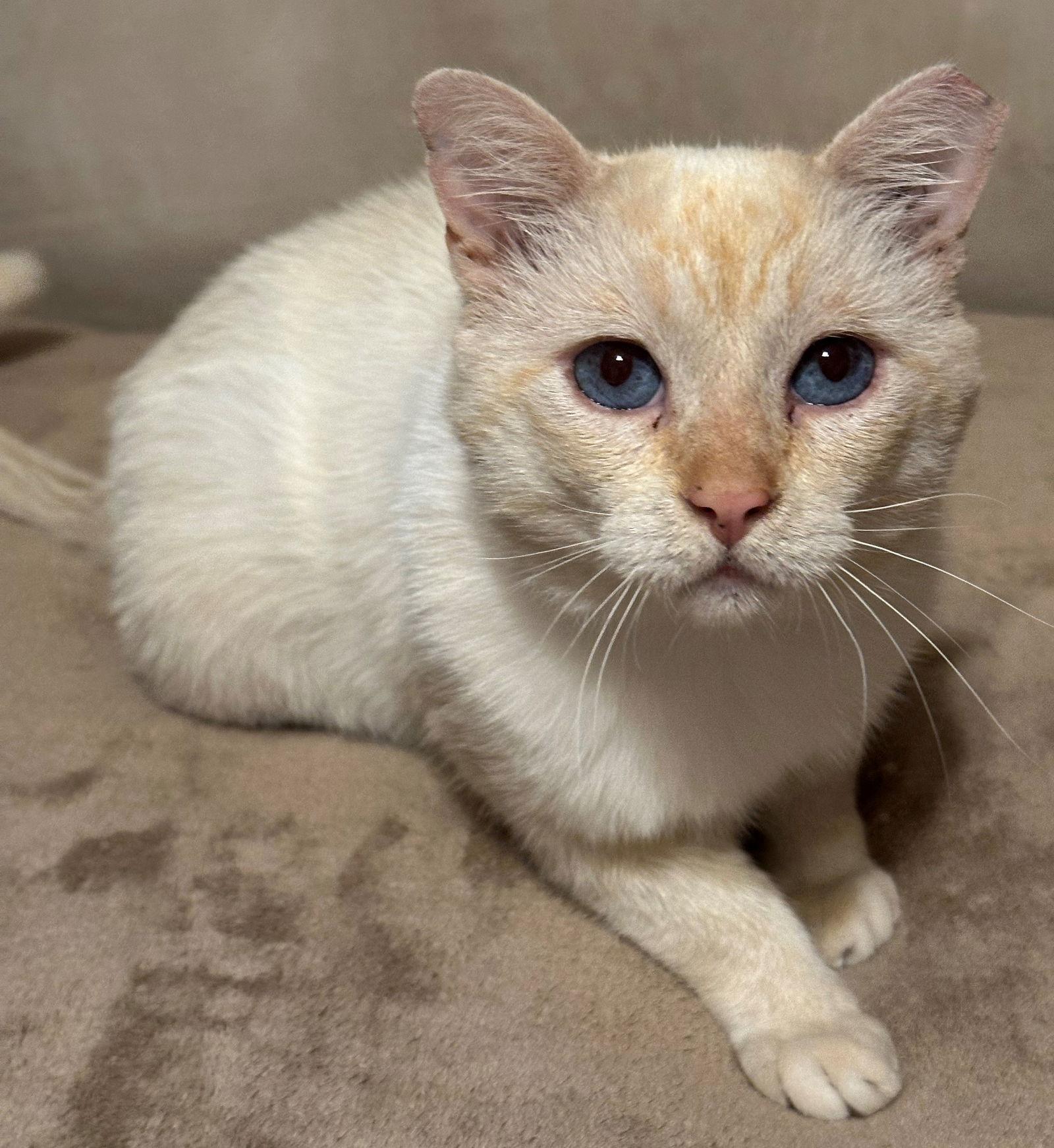 Sydney, Adoptable, Adult Male Siamese & Domestic Short Hair.