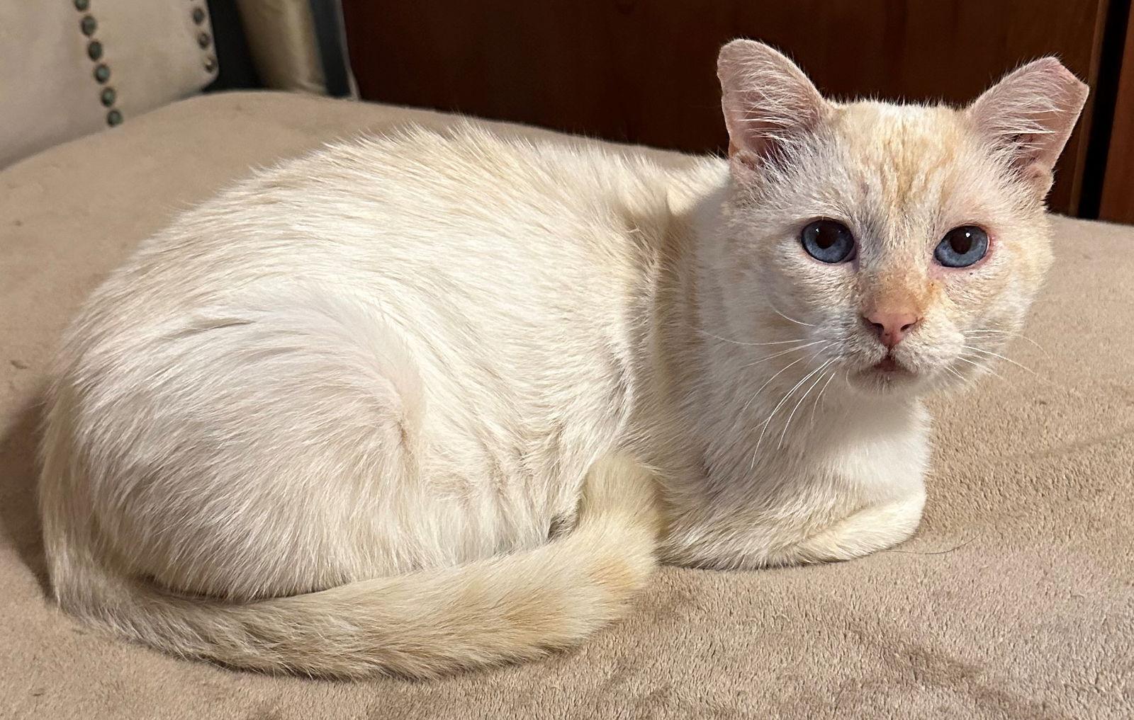 Enlarge Sydney, a Adoptable mixed breed in Palo Alto, CA image 3/3