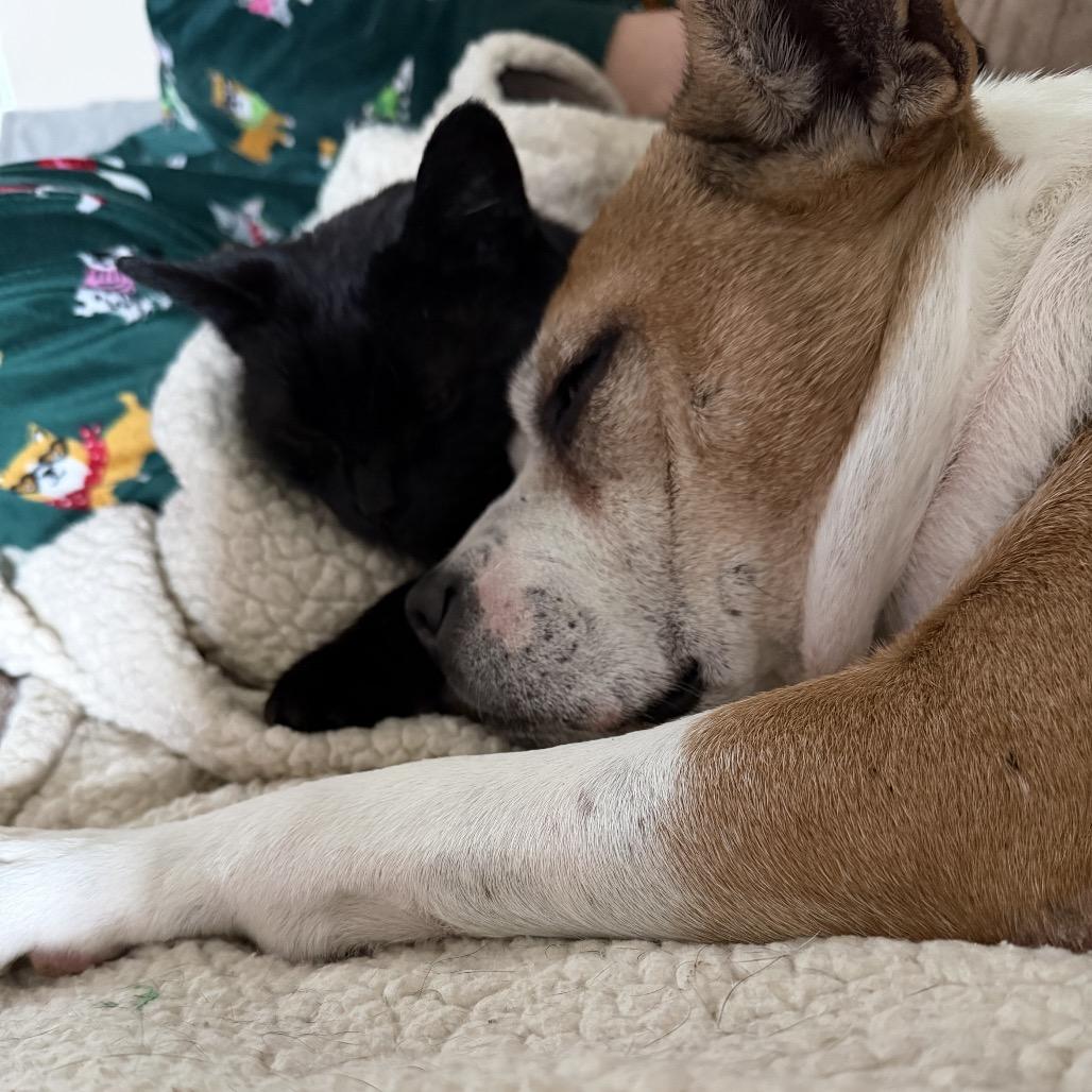 Macaroni thumbnail 2