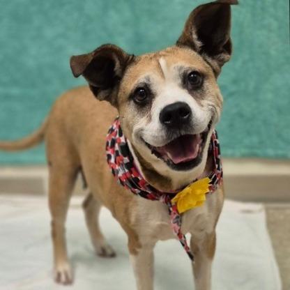 Macaroni thumbnail 3