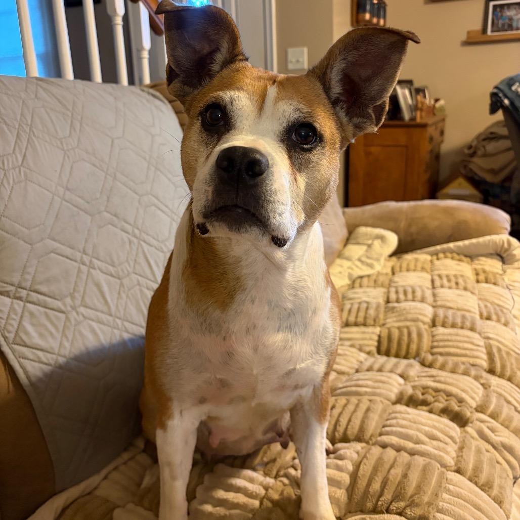 Macaroni thumbnail 4