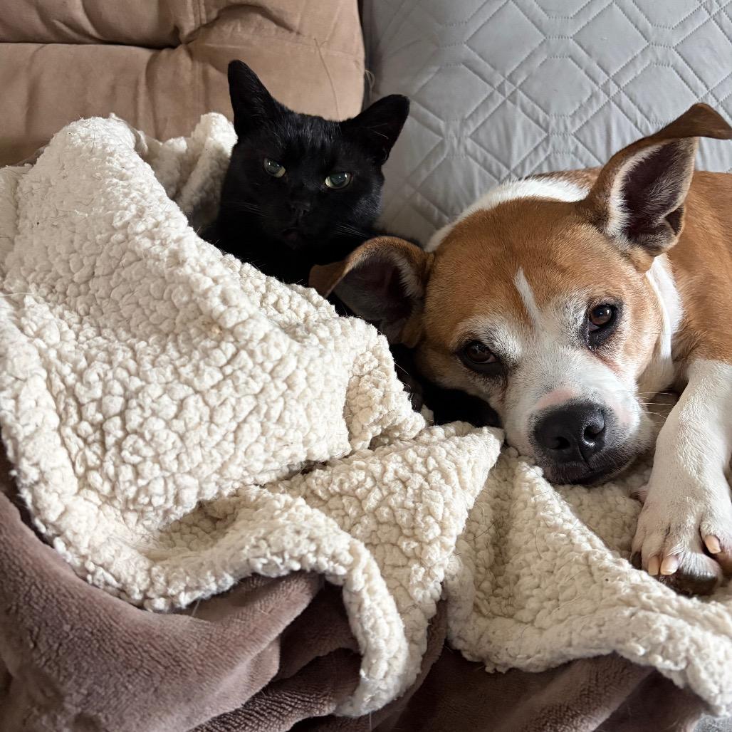 Macaroni thumbnail 5