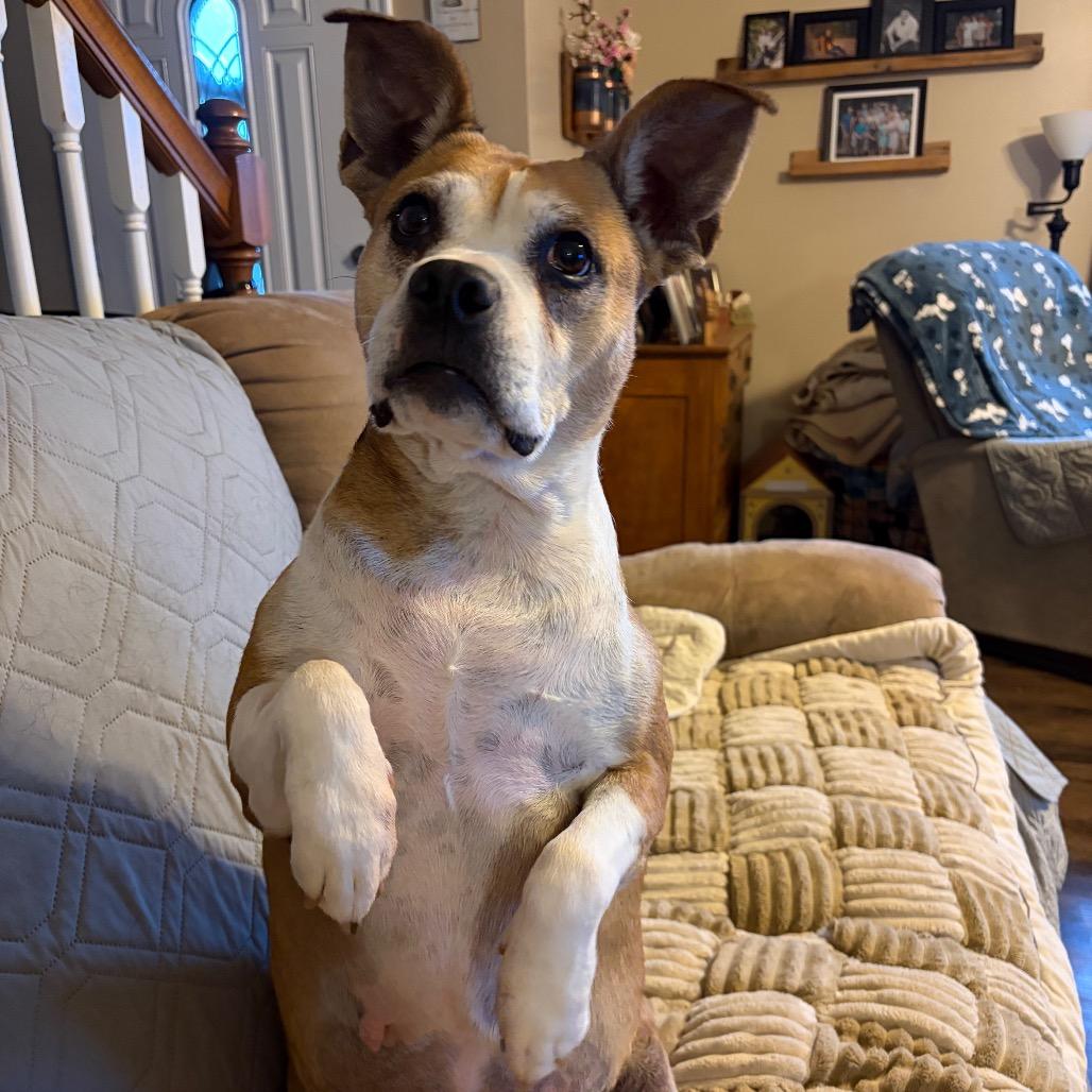 Macaroni thumbnail 6