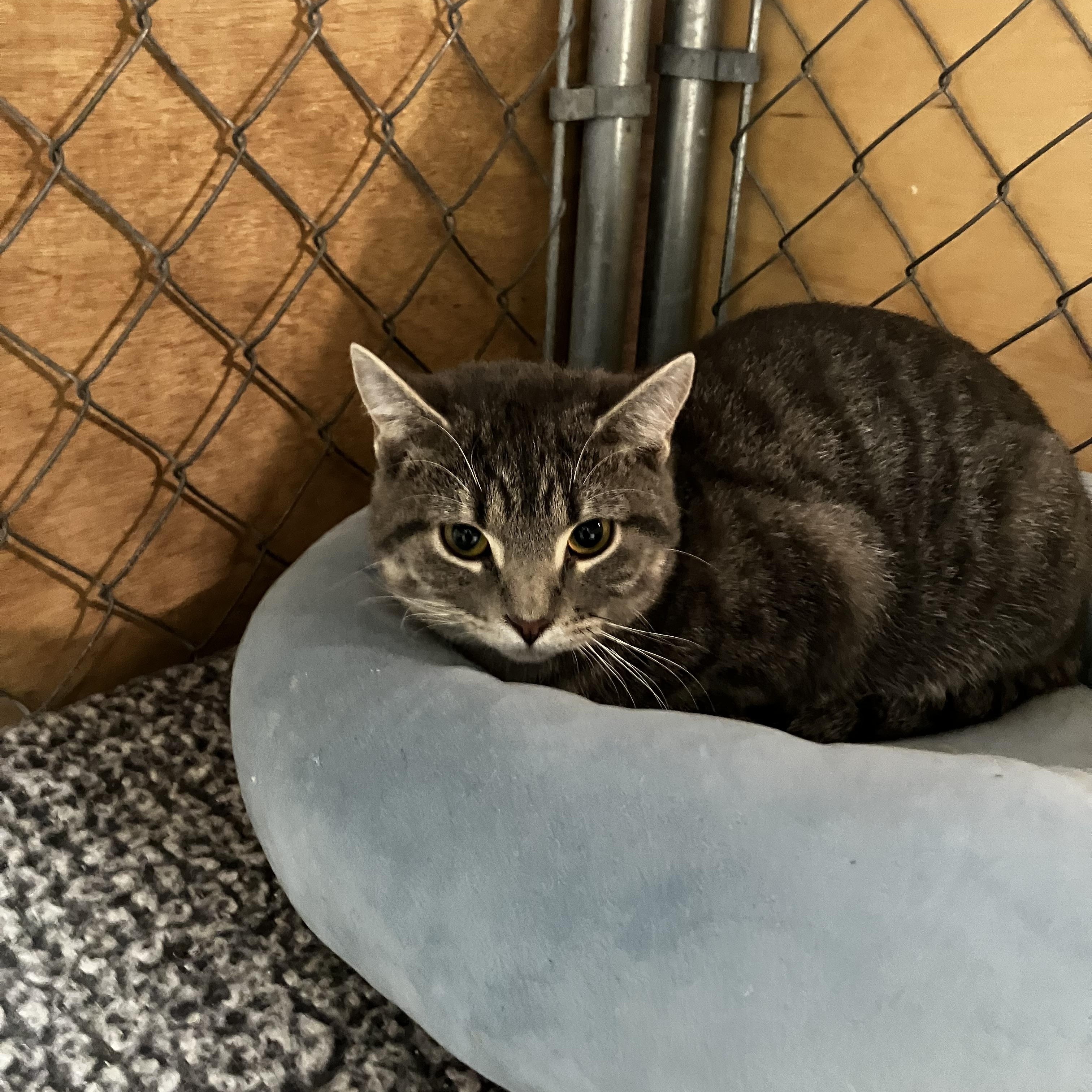 Tina, a Adoptable Domestic Short Hair in Manhattan , KS image 1/4