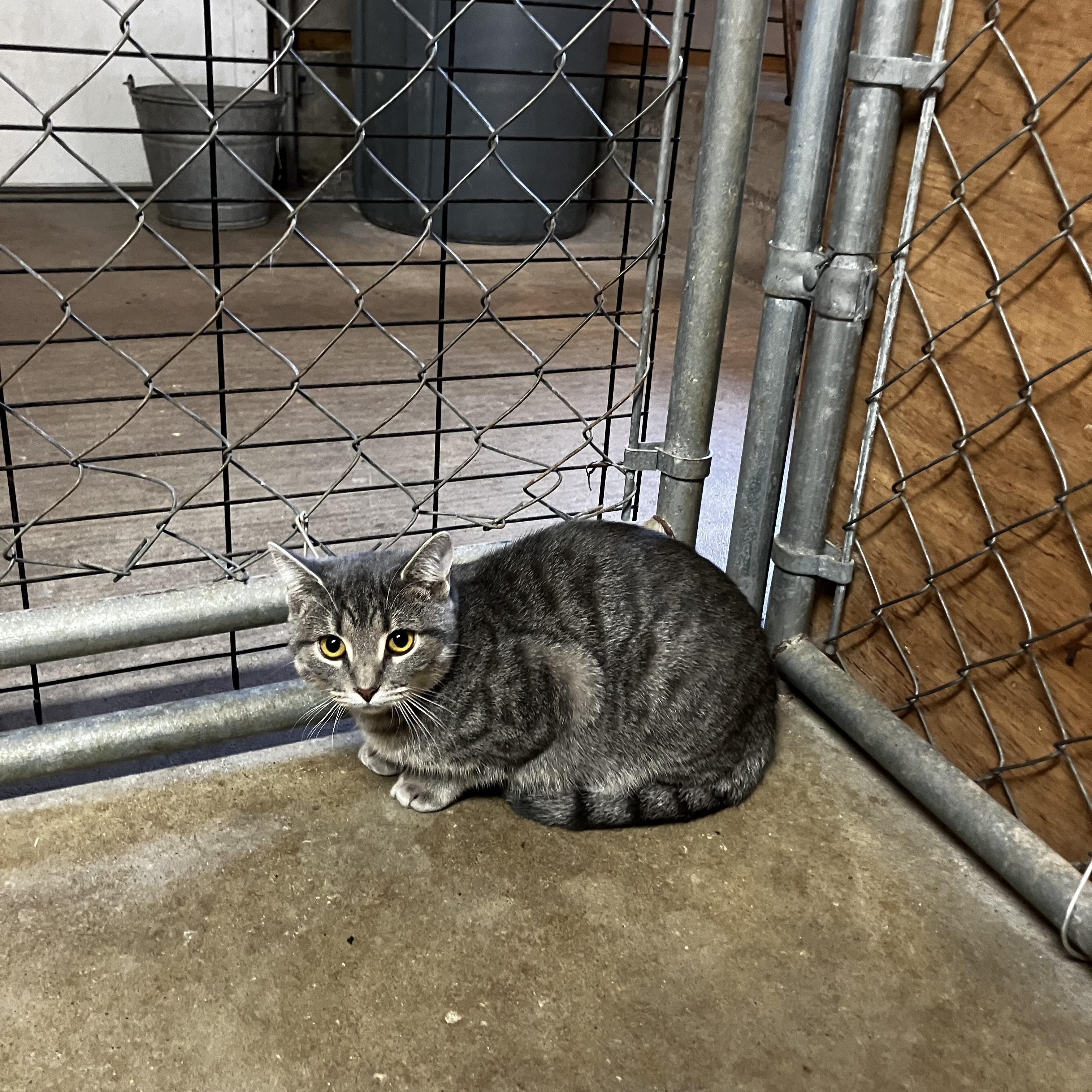 Tina, a Adoptable Domestic Short Hair in Manhattan , KS image 2/4