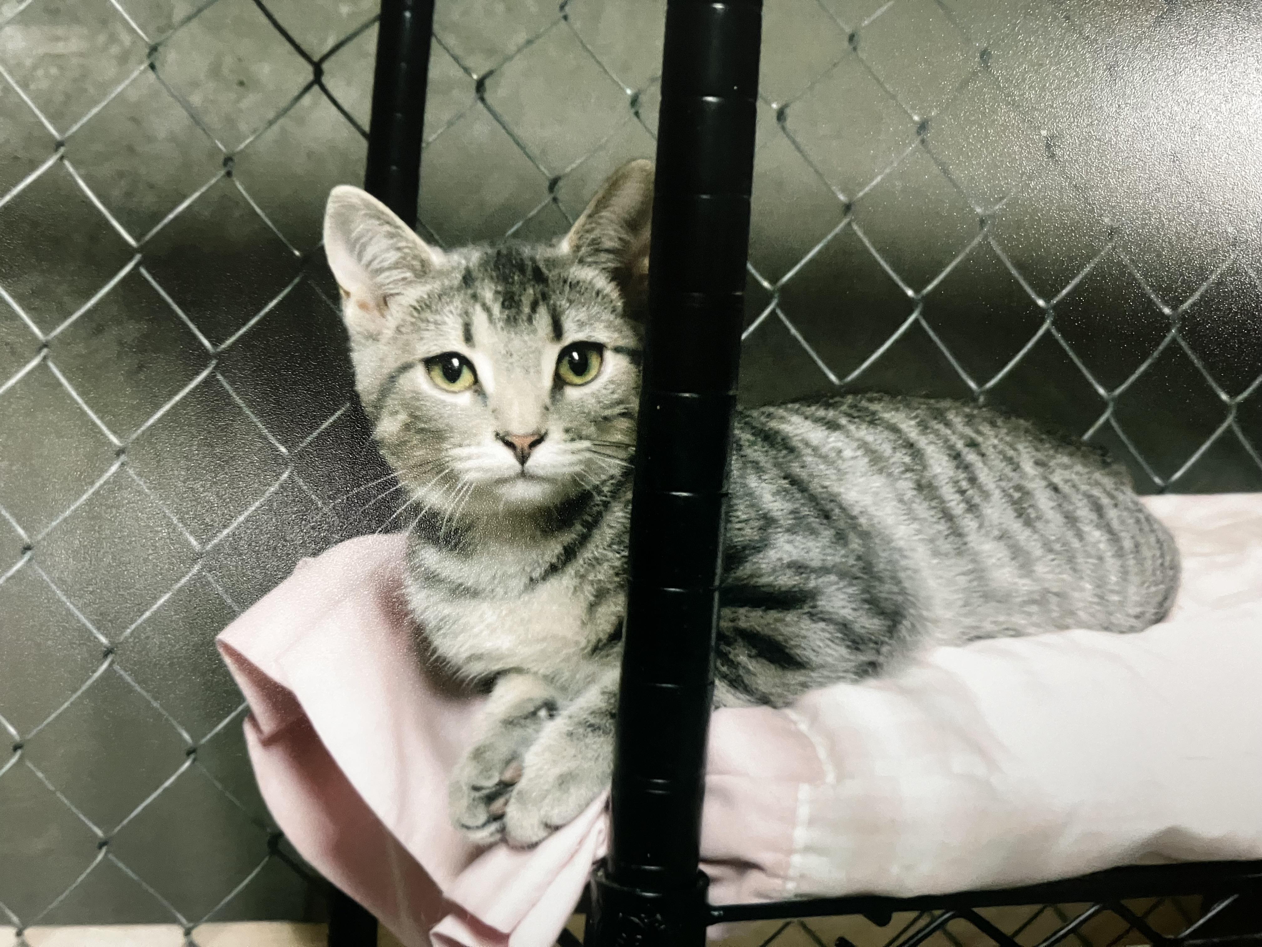 Tina, a Adoptable Domestic Short Hair in Manhattan , KS image 3/4