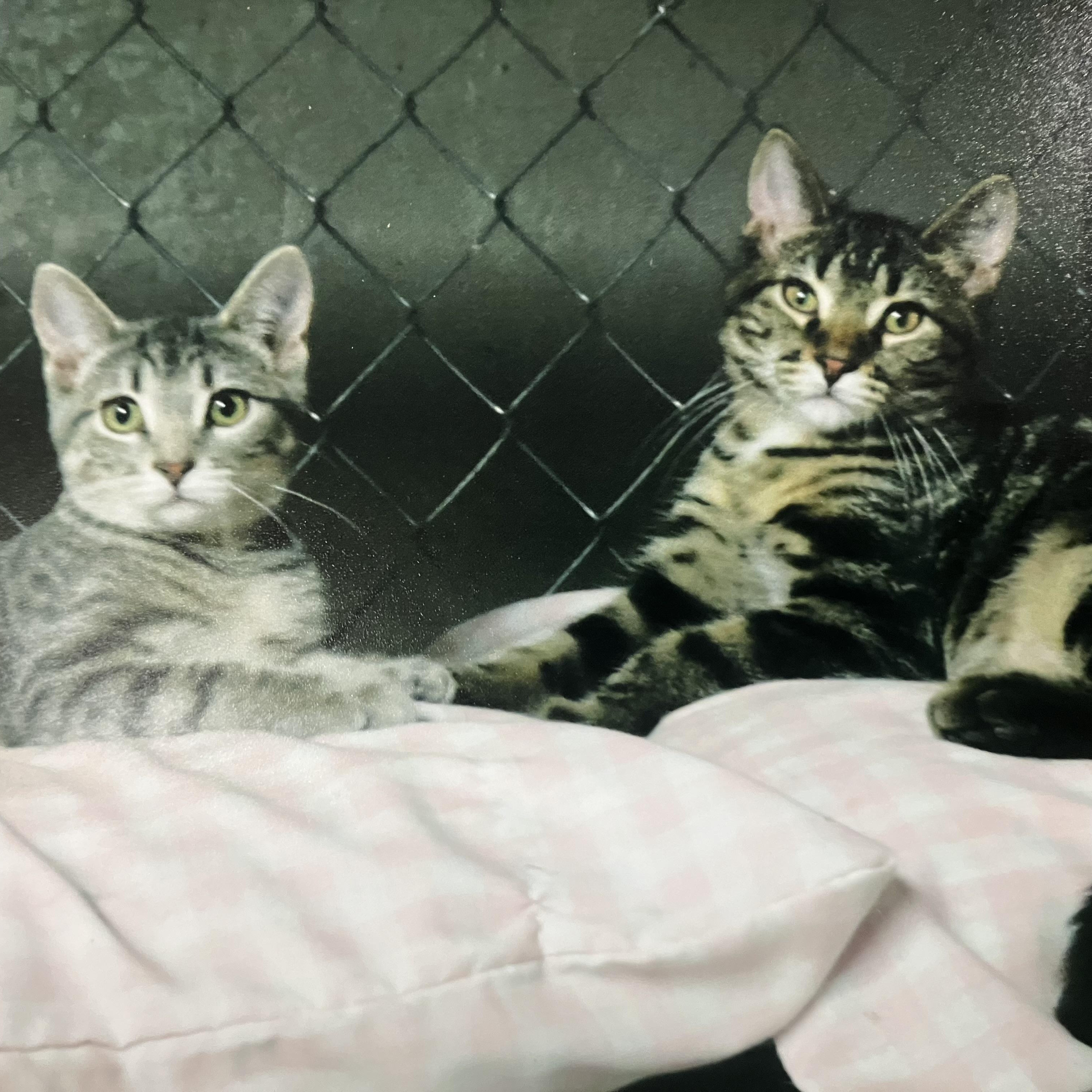 Tina, a Adoptable Domestic Short Hair in Manhattan , KS image 4/4