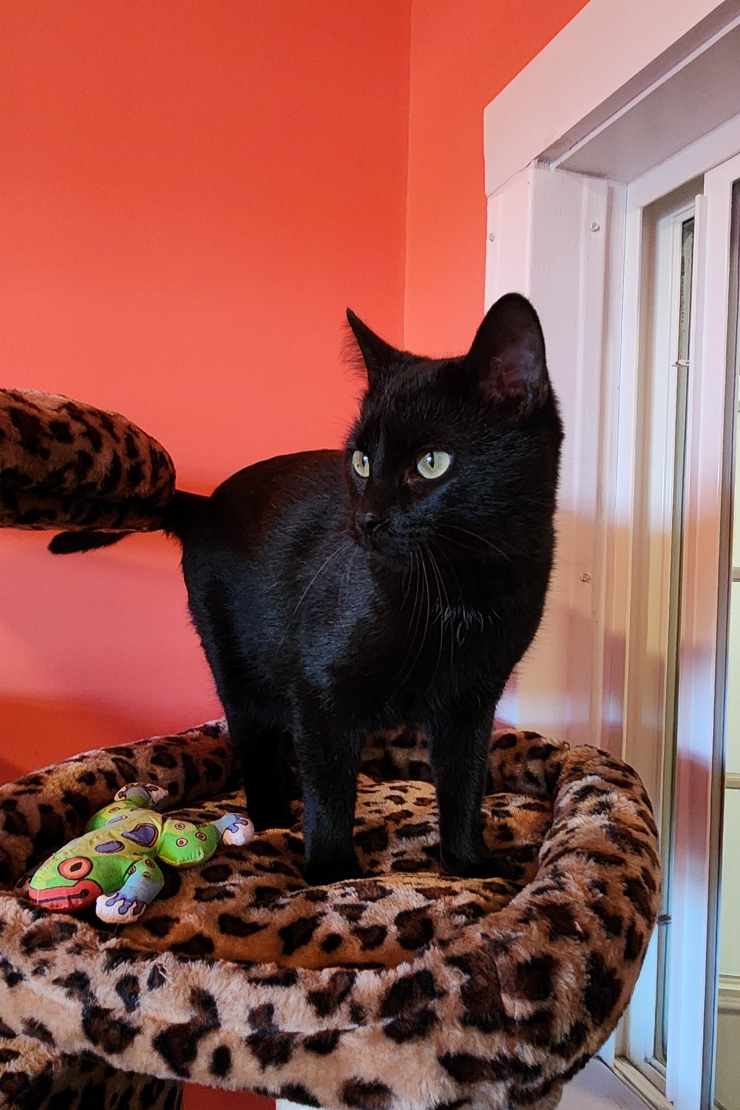 Enlarge Chatty Kathy, a ADOPTABLE Domestic Short Hair in Elizabeth, IL image 3/3