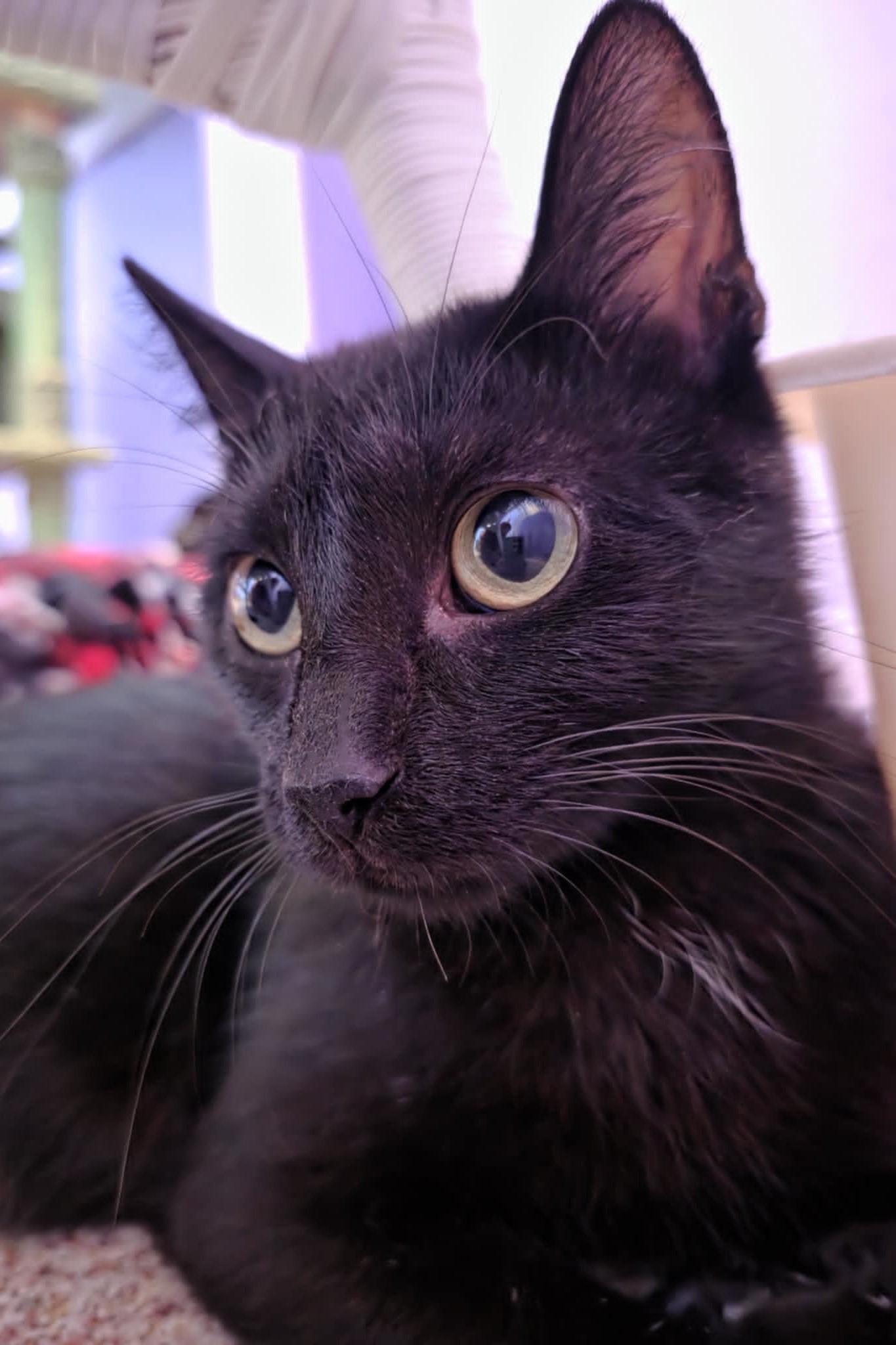 Chatty Kathy, ADOPTABLE, Adult Female Domestic Short Hair.