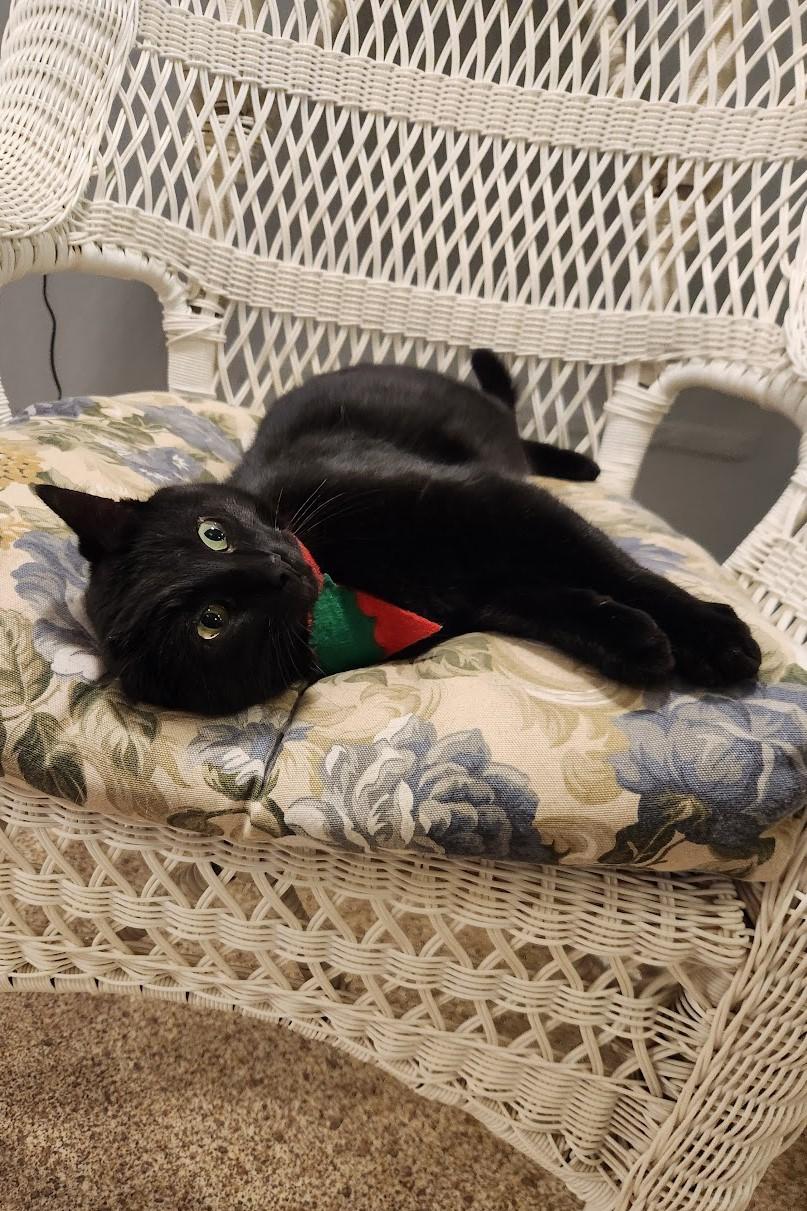 Enlarge Chatty Kathy, a ADOPTABLE Domestic Short Hair in Elizabeth, IL image 2/3