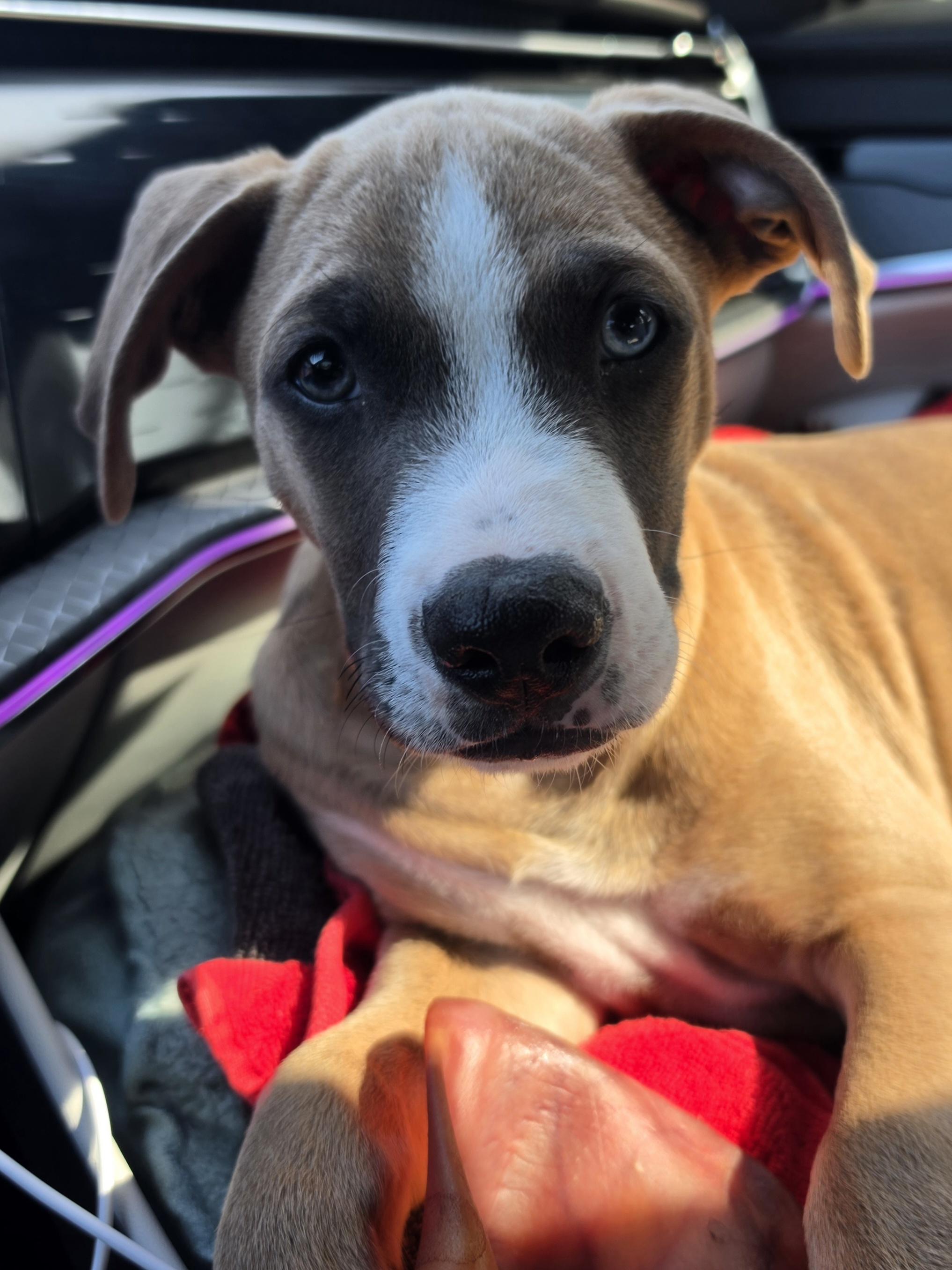 Enlarge OATLEY ( Tyson), a Adoptable mixed breed in Palm Desert, CA image 1/5