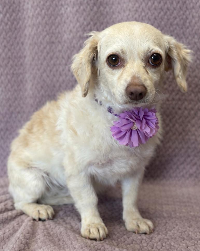 Enlarge Mindy, a ADOPTABLE mixed breed in Lodi, CA image 4/5