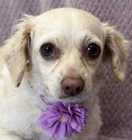 Enlarge Mindy, a ADOPTABLE mixed breed in Lodi, CA image 2/5