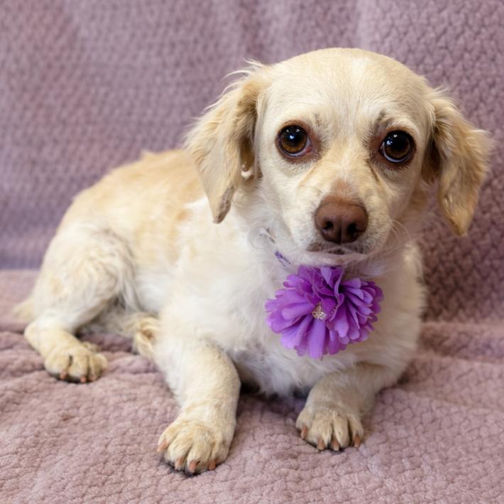 Enlarge Mindy, a ADOPTABLE mixed breed in Lodi, CA image 3/5
