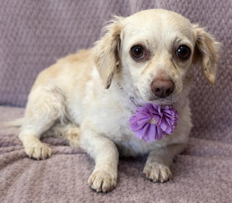 Enlarge Mindy, a ADOPTABLE mixed breed in Lodi, CA image 5/5
