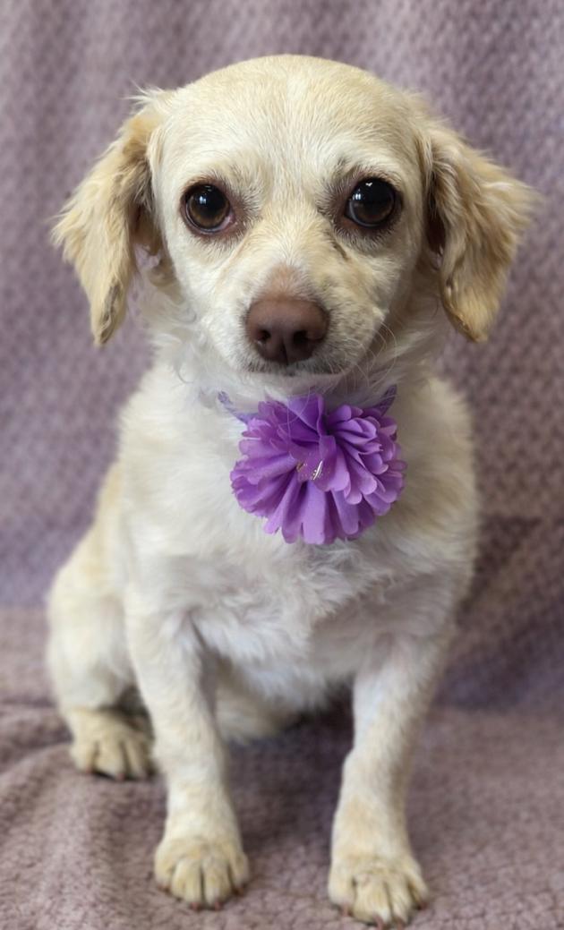 Enlarge Mindy, a ADOPTABLE mixed breed in Lodi, CA image 1/5