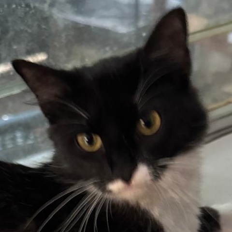 Gidget — thumbnail 4