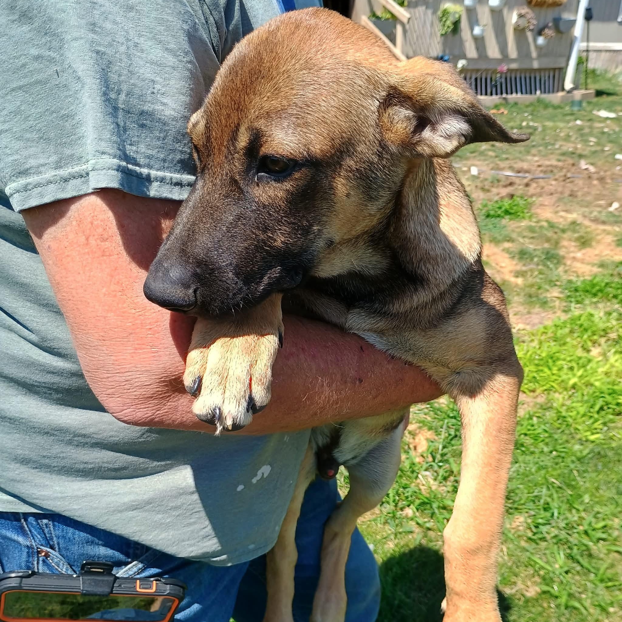 Recon, a ADOPTABLE mixed breed in Glenolden, PA image 2/6