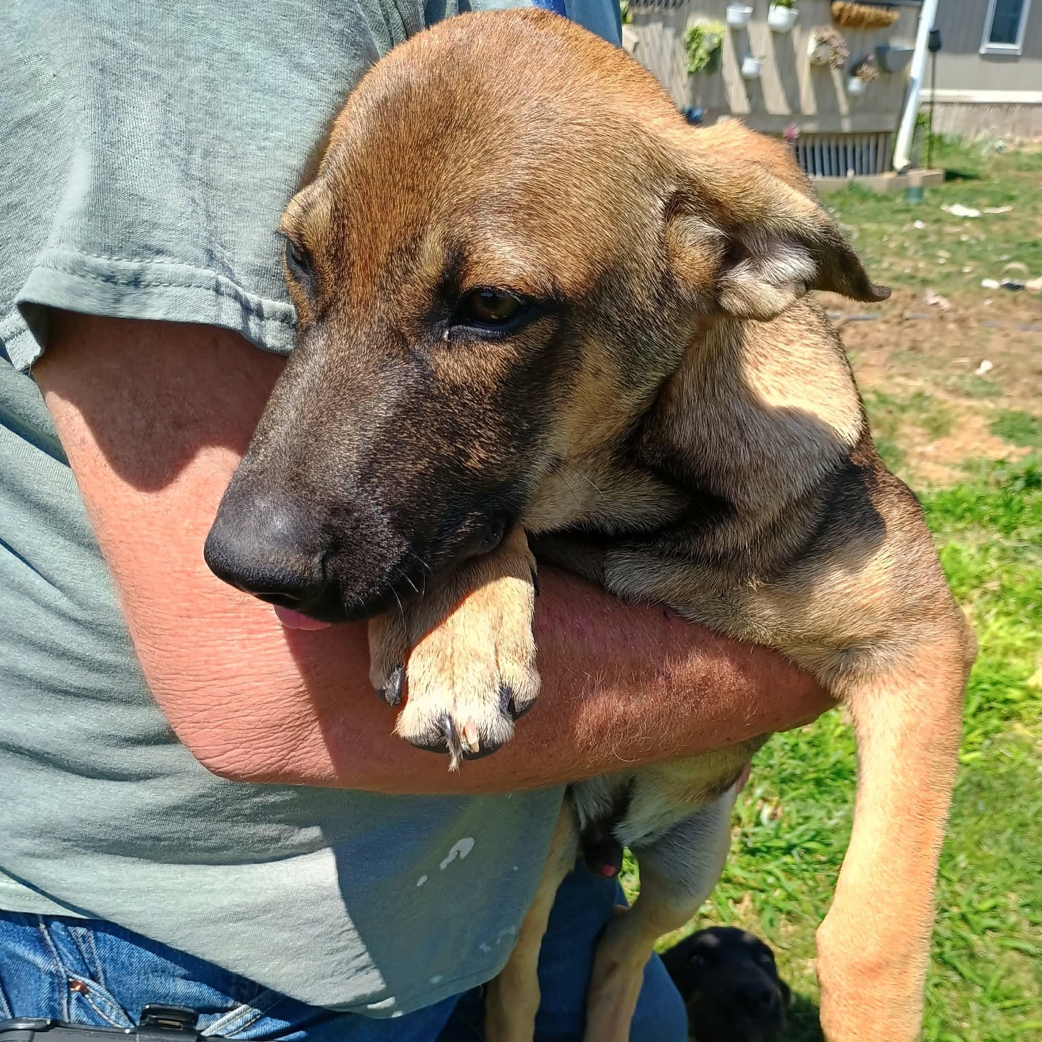 Recon, a ADOPTABLE mixed breed in Glenolden, PA image 1/6