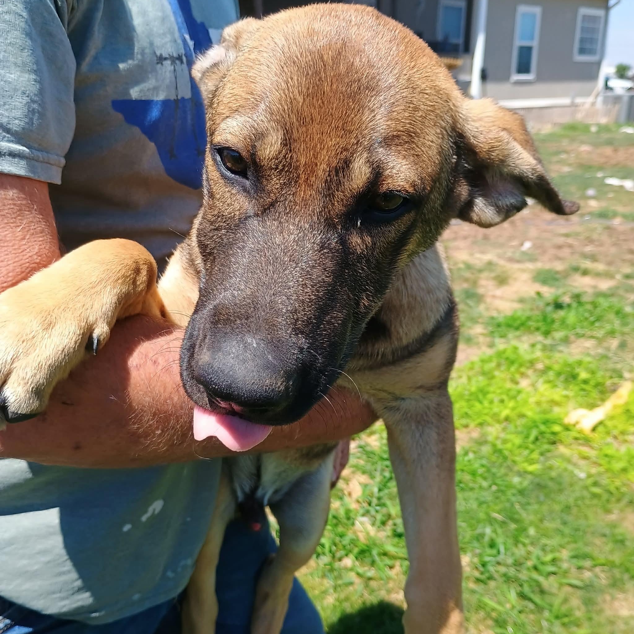 Recon, a ADOPTABLE mixed breed in Glenolden, PA image 3/6