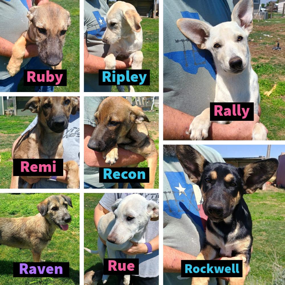 Recon, a ADOPTABLE mixed breed in Glenolden, PA image 5/6