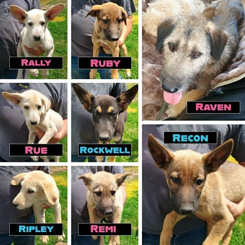 Recon, a ADOPTABLE mixed breed in Glenolden, PA image 6/6