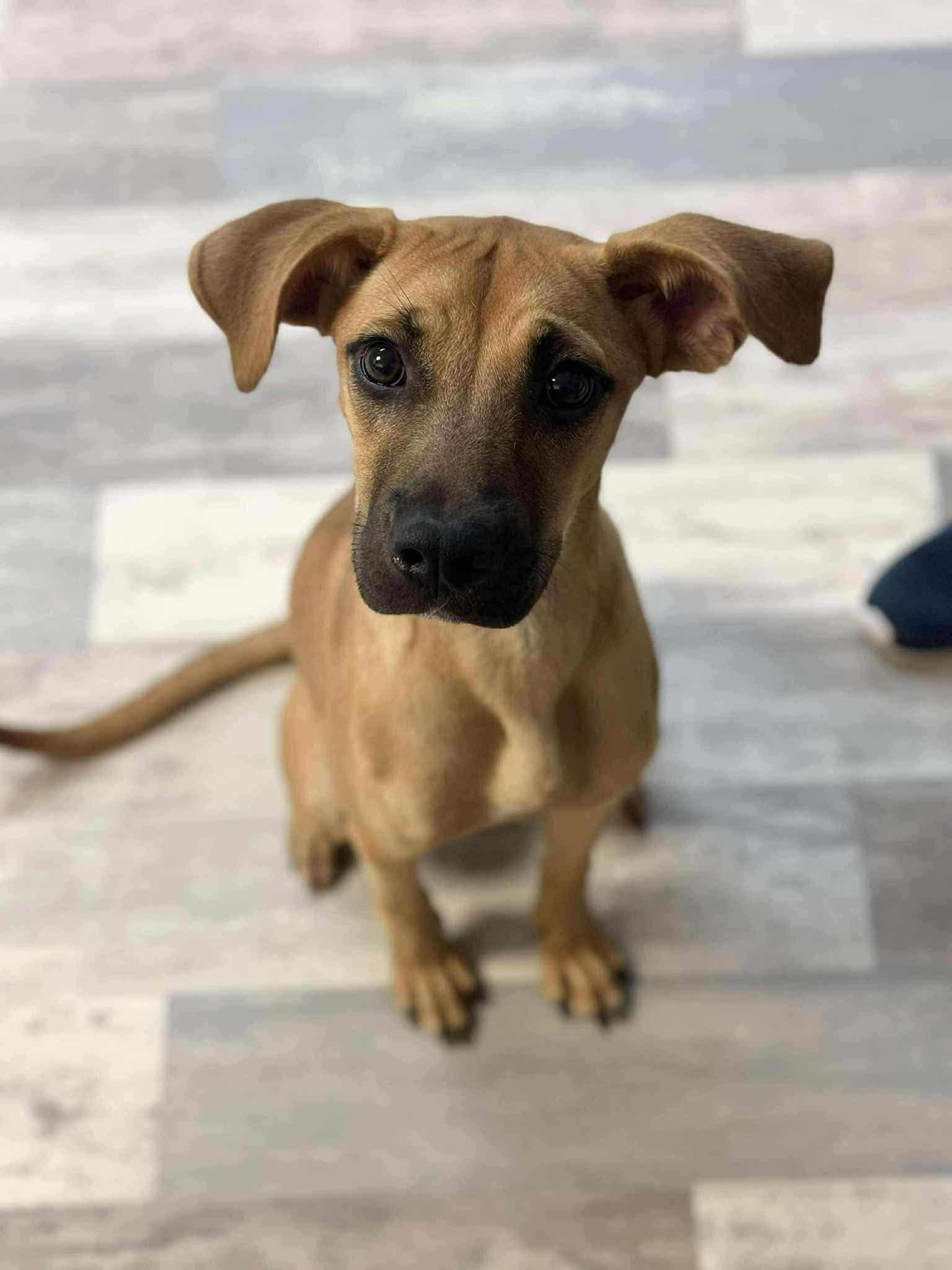 Sheyla the petite mixed breed!