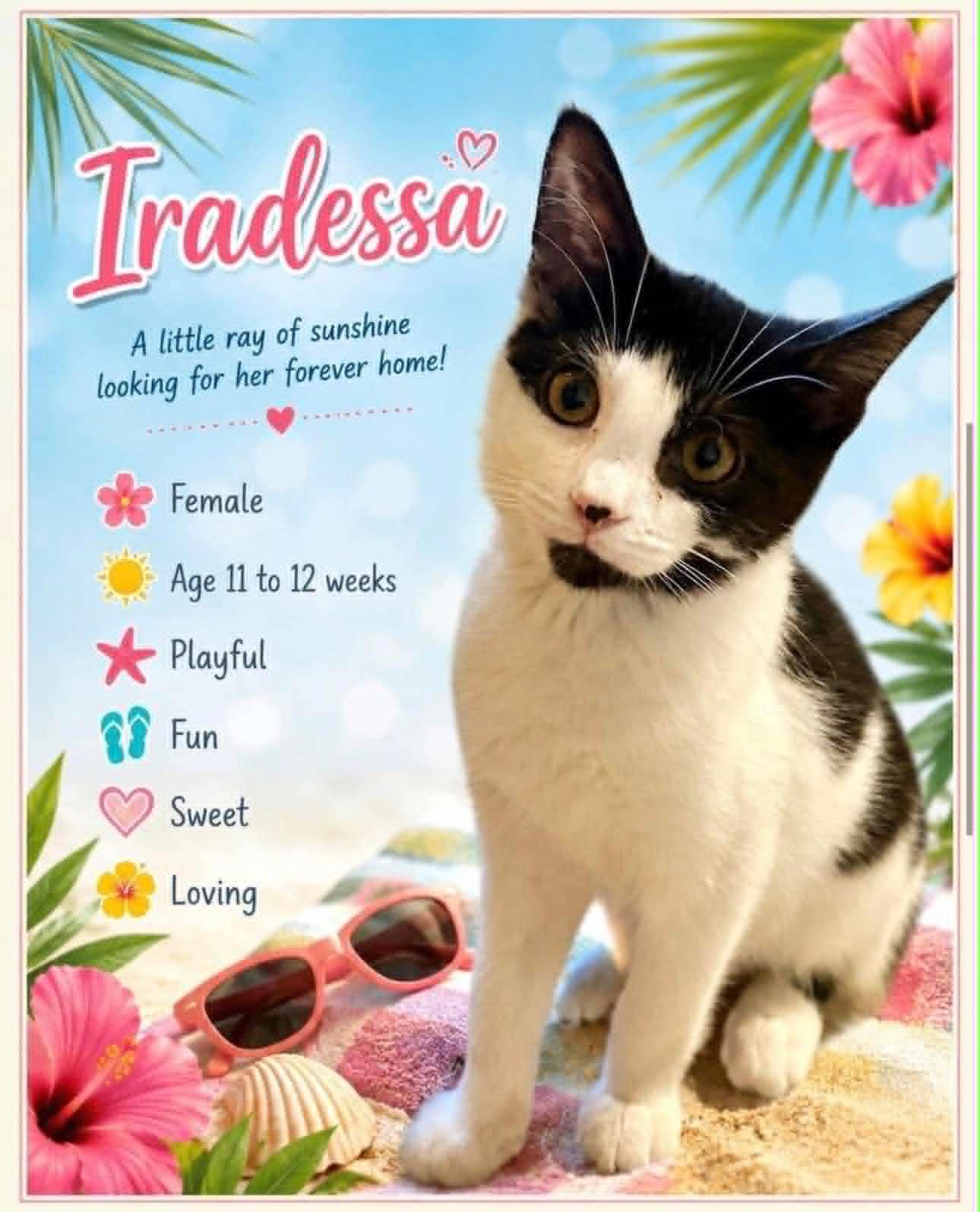 Enlarge Iradessa, a Adoptable Domestic Short Hair in Cortland, OH image 1/1