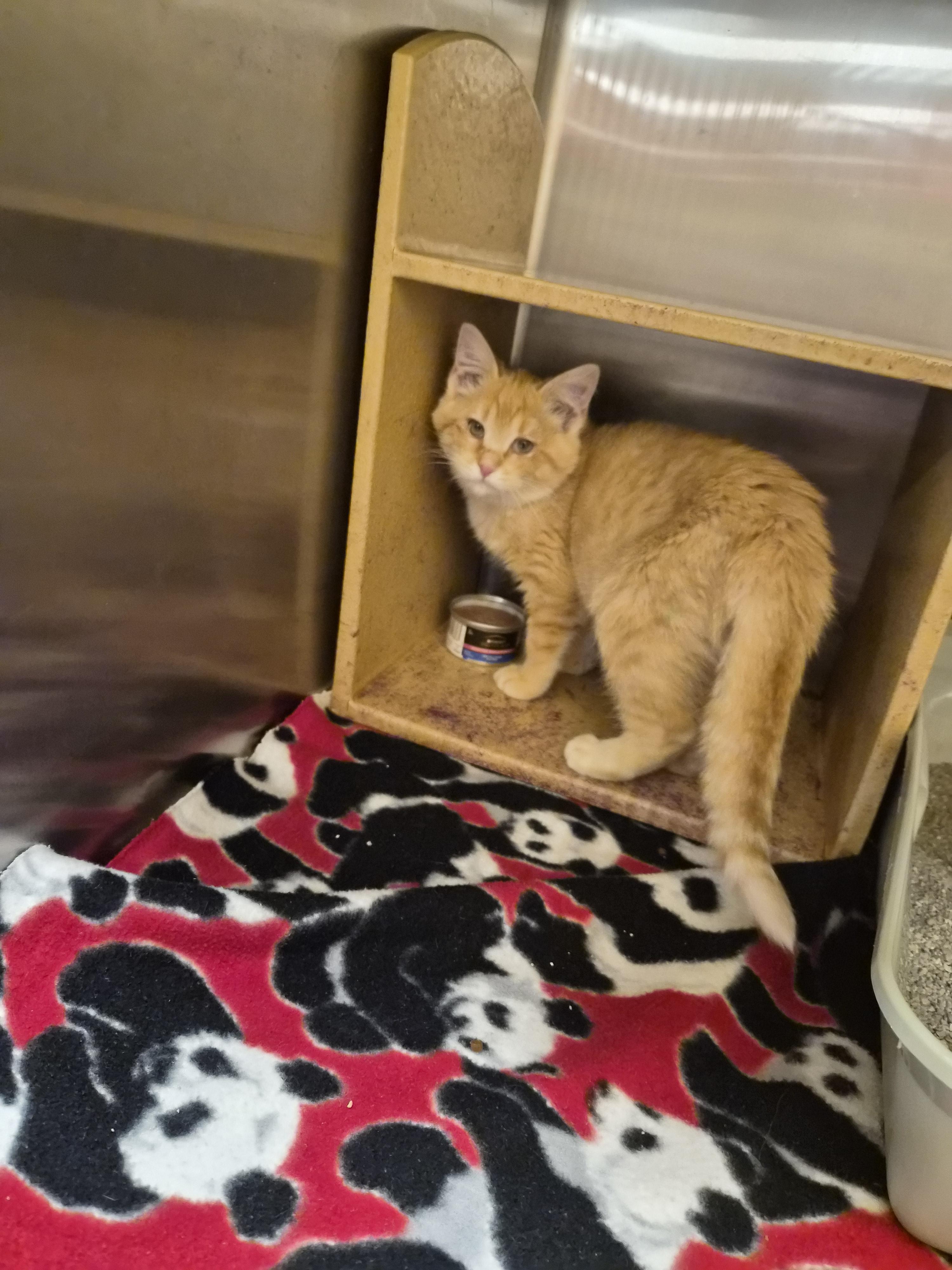 Blondie, ADOPTABLE, Kitten Female Domestic Short Hair.