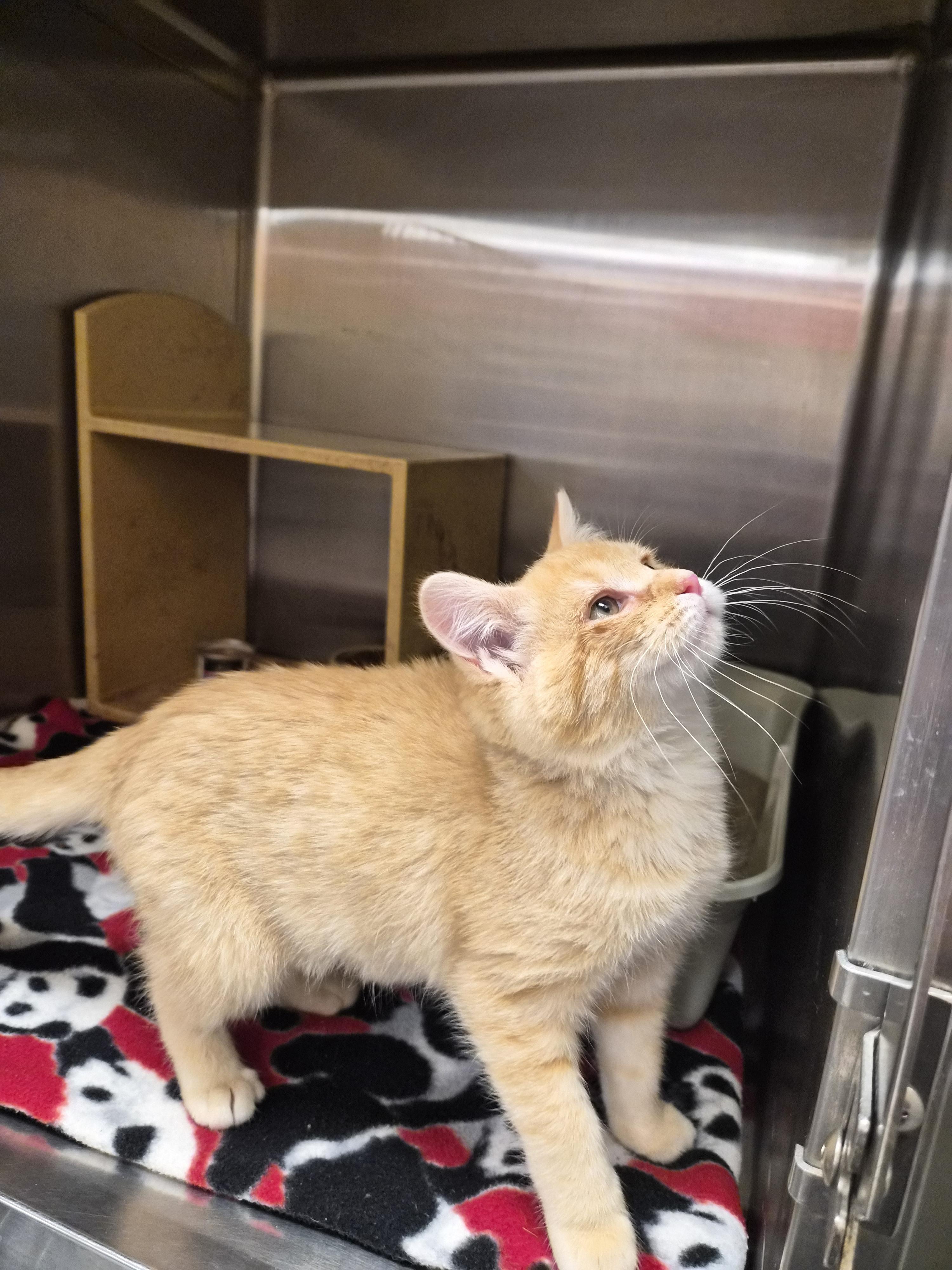 Enlarge Blondie, a ADOPTABLE Domestic Short Hair in Greeley, CO image 2/2