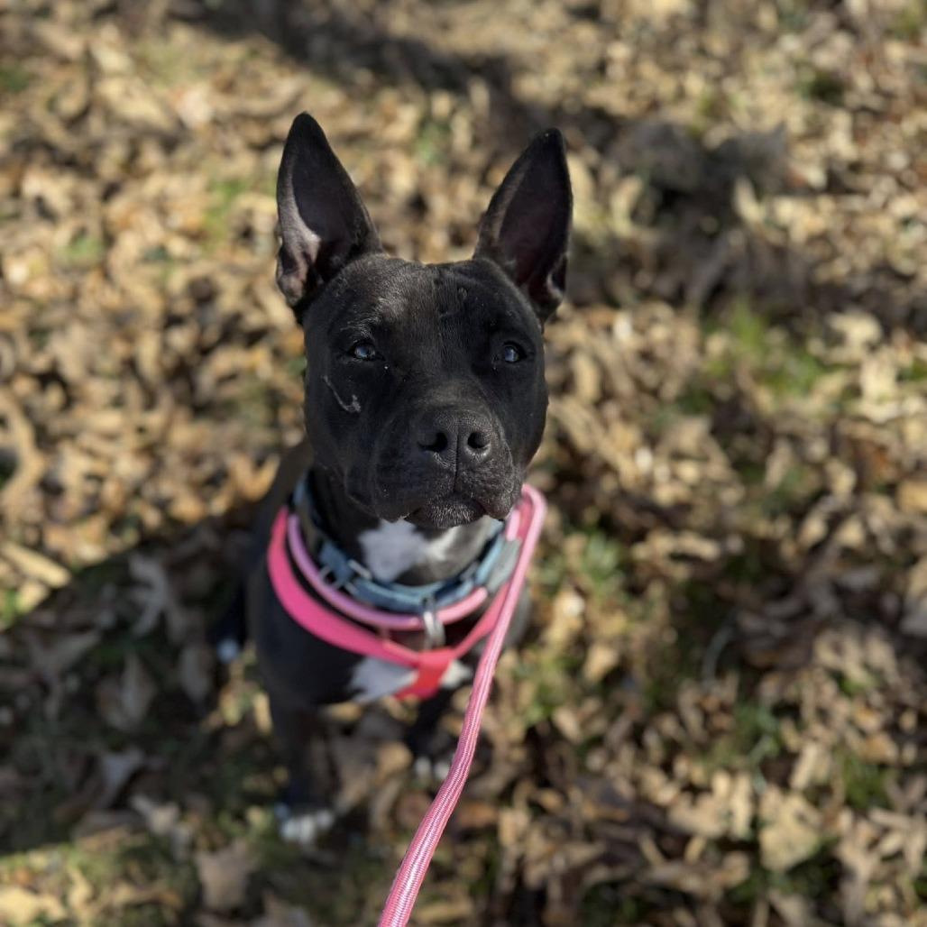 Enlarge Gizmo, a Adoptable Terrier in Hackett, AR image 1/6