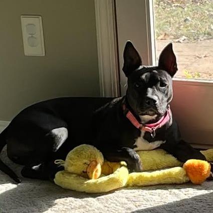 Gizmo, Adoptable, Adult Female Terrier.