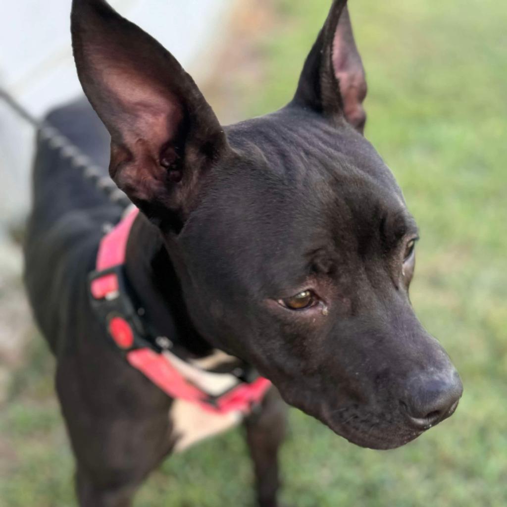 Enlarge Gizmo, a Adoptable Terrier in Hackett, AR image 3/6