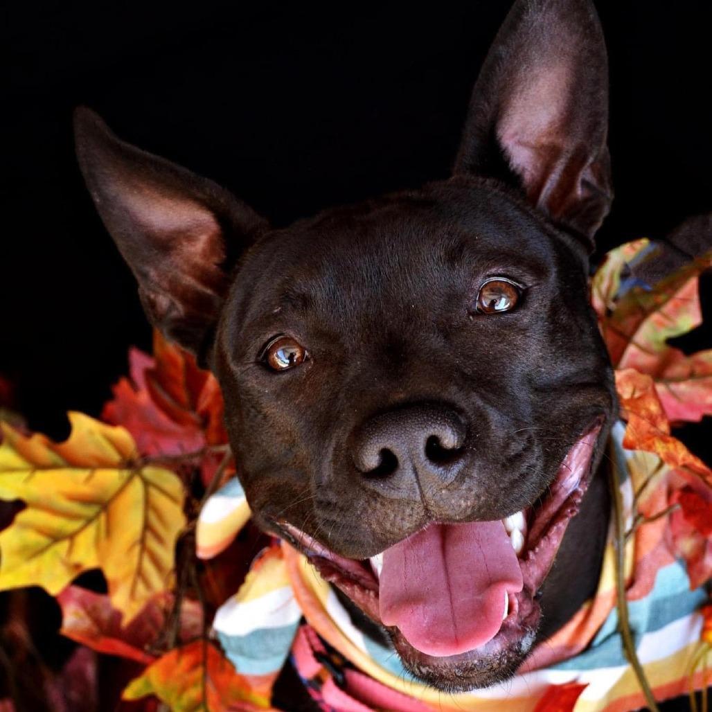 Enlarge Gizmo, a Adoptable Terrier in Hackett, AR image 5/6