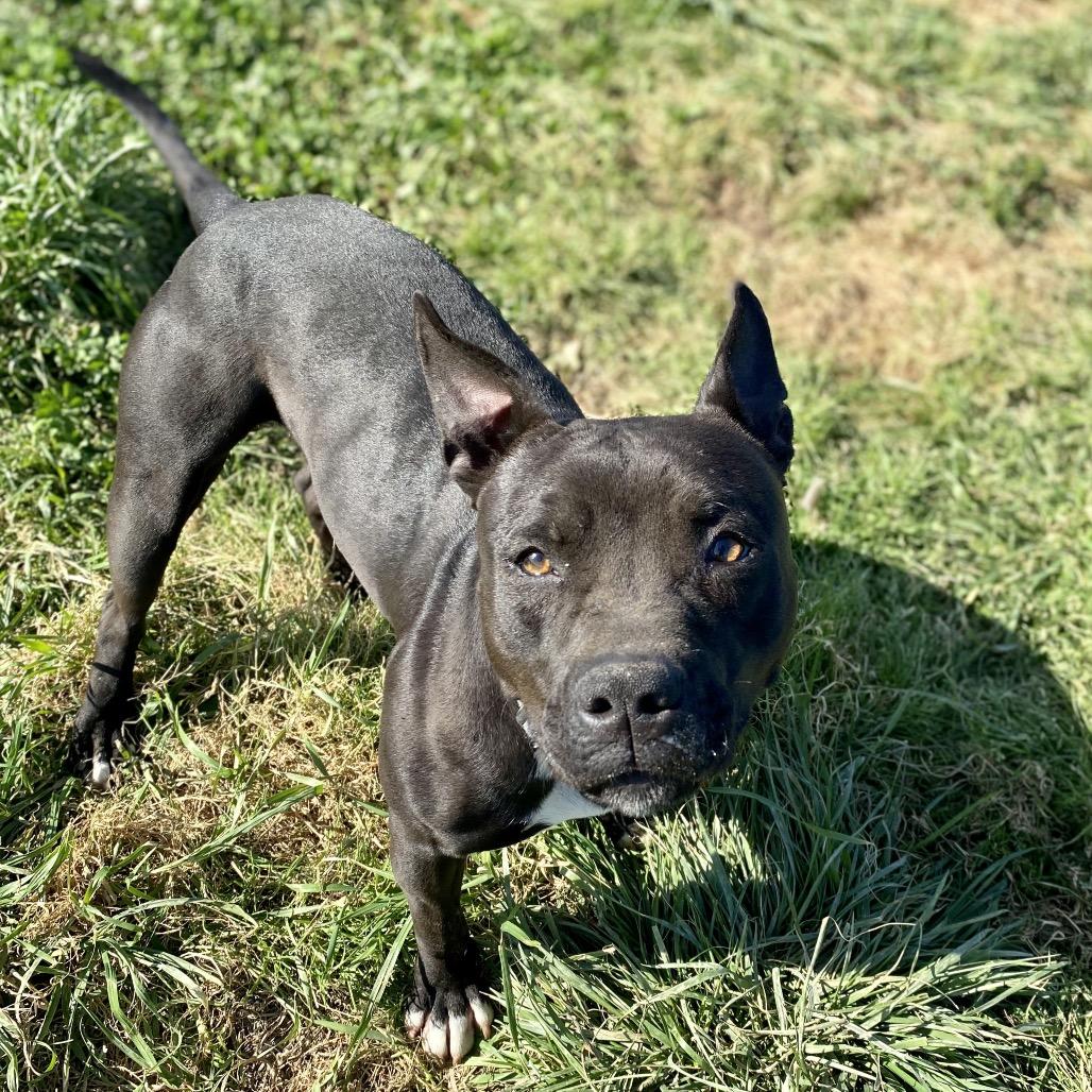 Enlarge Gizmo, a Adoptable Terrier in Hackett, AR image 6/6