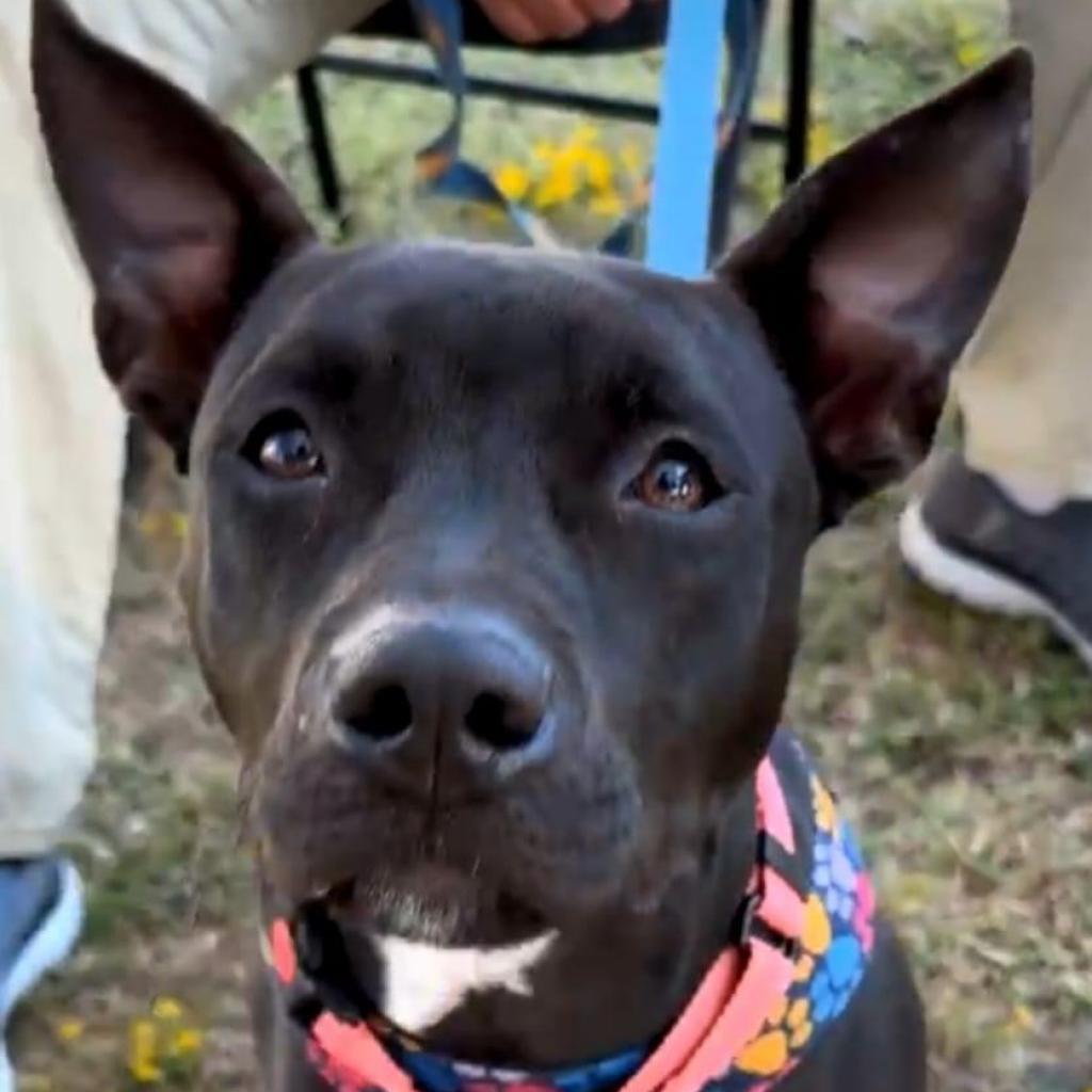 Enlarge Gizmo, a Adoptable Terrier in Hackett, AR image 6/6