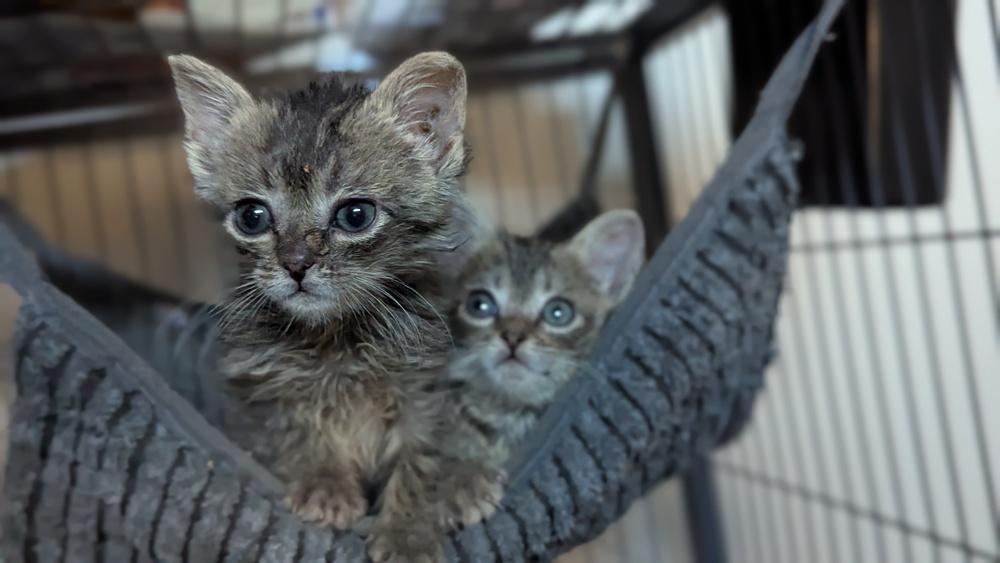 Phendorana, Adoptable, Kitten Female Domestic Short Hair.