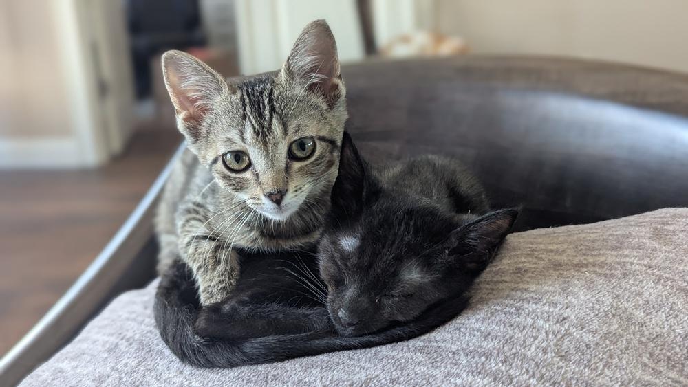 Enlarge Phendorana, a Adoptable Domestic Short Hair in Orlando, FL image 2/6