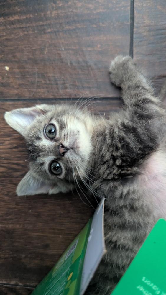 Enlarge Phendorana, a Adoptable Domestic Short Hair in Orlando, FL image 3/6