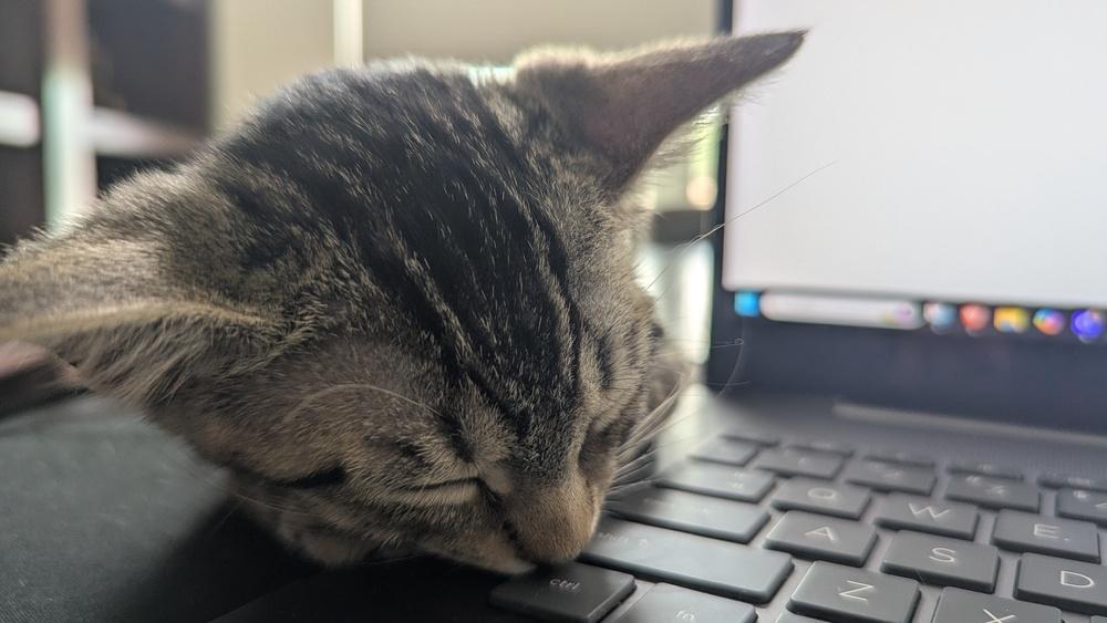 Enlarge Phendorana, a Adoptable Domestic Short Hair in Orlando, FL image 4/6