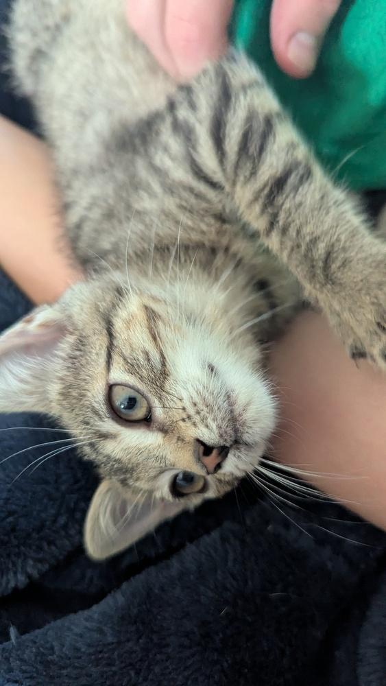 Enlarge Phendorana, a Adoptable Domestic Short Hair in Orlando, FL image 5/6