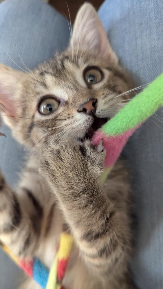 Enlarge Phendorana, a Adoptable Domestic Short Hair in Orlando, FL image 6/6