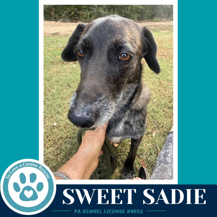 Sweet Sadie 101726, Adoptable, Adult Female Plott Hound & Beagle.