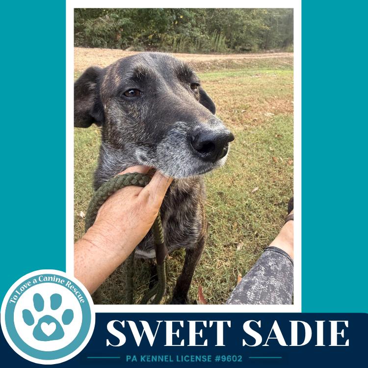 Enlarge Sweet Sadie 101726, a Adoptable mixed breed in Kimberton, PA image 2/2