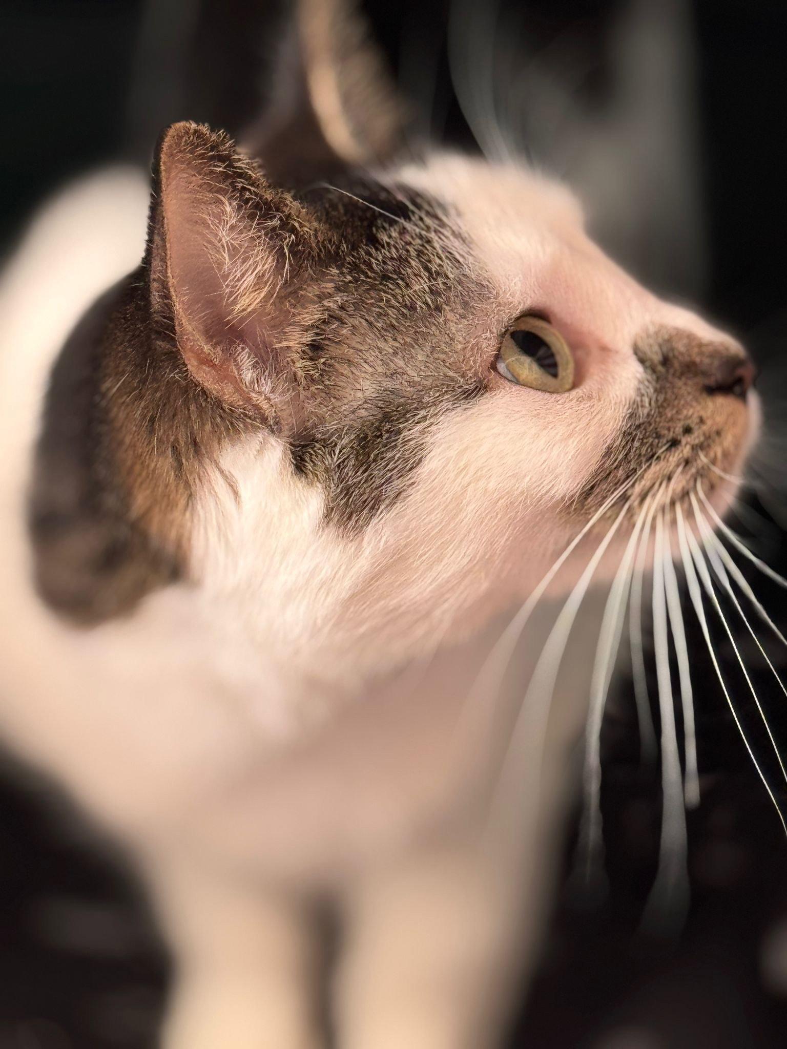 Enlarge Whisper, a Adopted Tabby in Markham, ON image 1/3