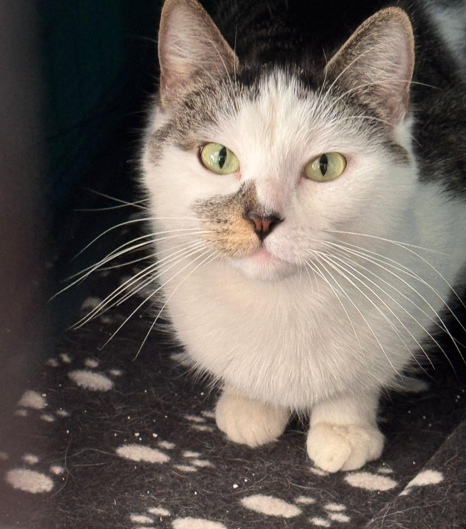 Whisper, Adopted, Young Female Tabby.