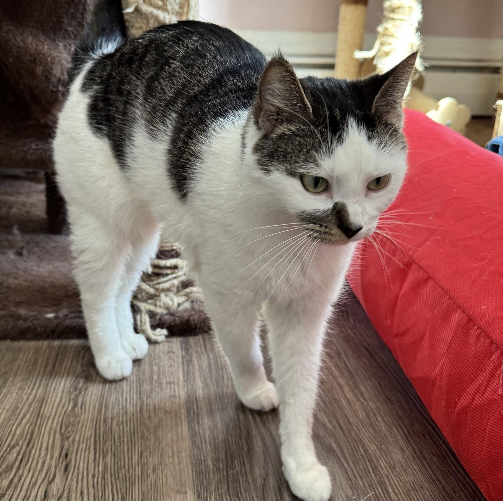 Enlarge Whisper, a Adopted Tabby in Markham, ON image 3/3