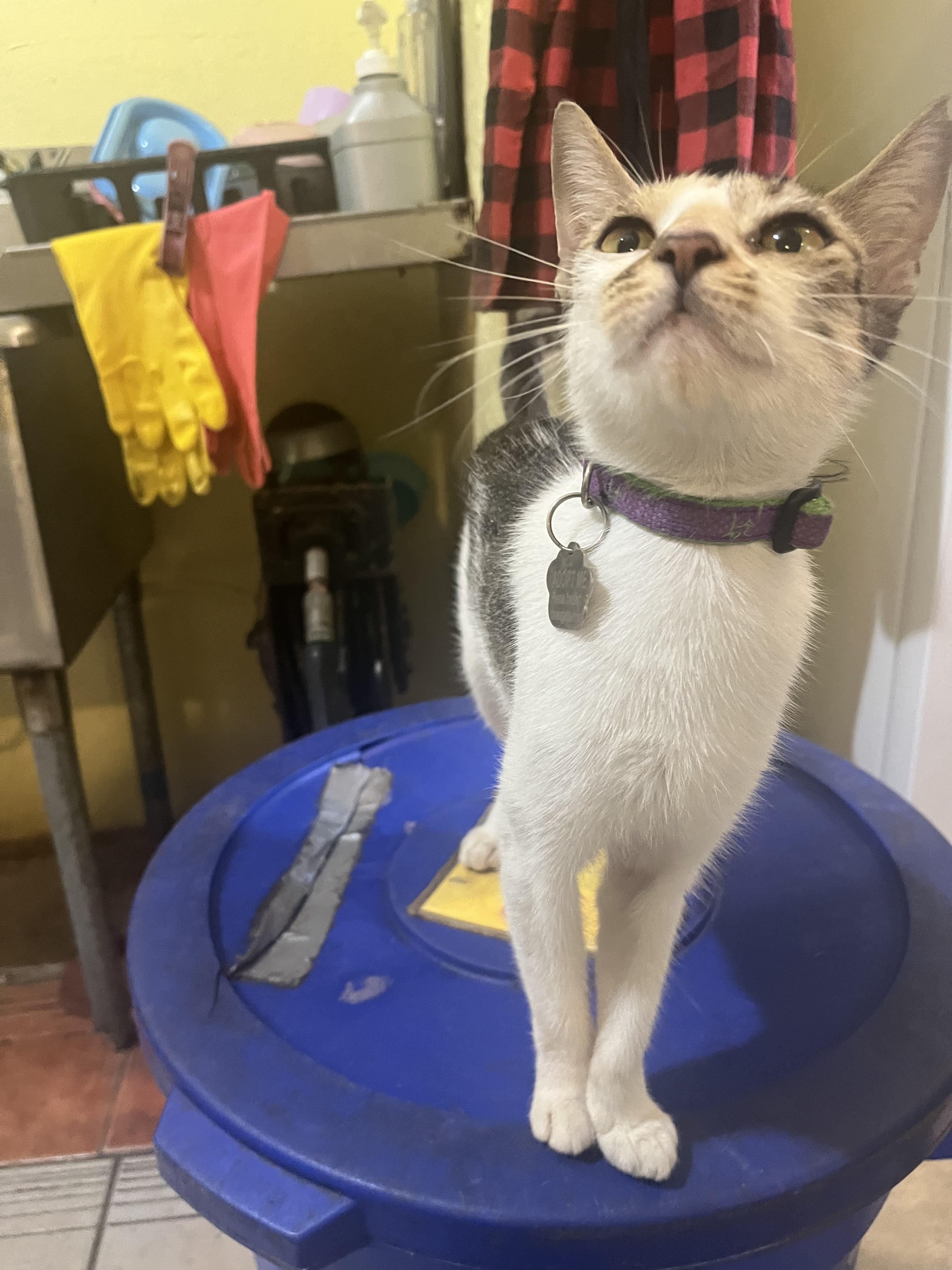 Julia, an adoptable Domestic Short Hair in San Juan, PR, 00926 | Photo Image 4