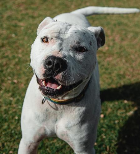 Mr. Wiggles, Adoptable, Adult Male Pit Bull Terrier & Dogo Argentino.