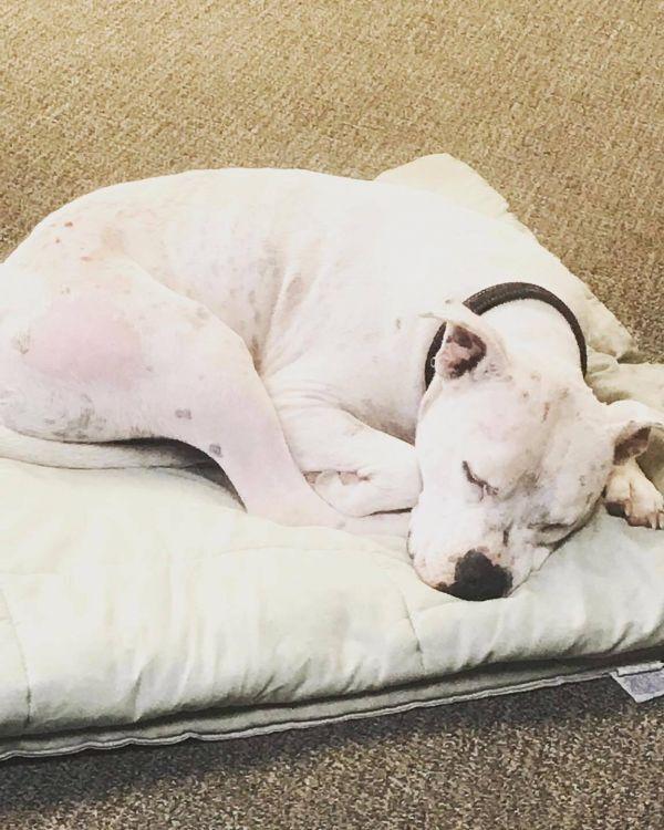 Enlarge Mr. Wiggles, a Adoptable mixed breed in Lubbock, TX image 4/5